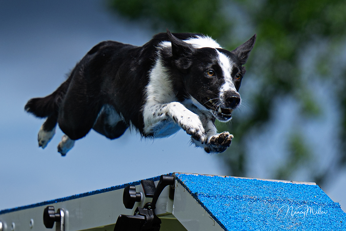 Bee-line on the ramp