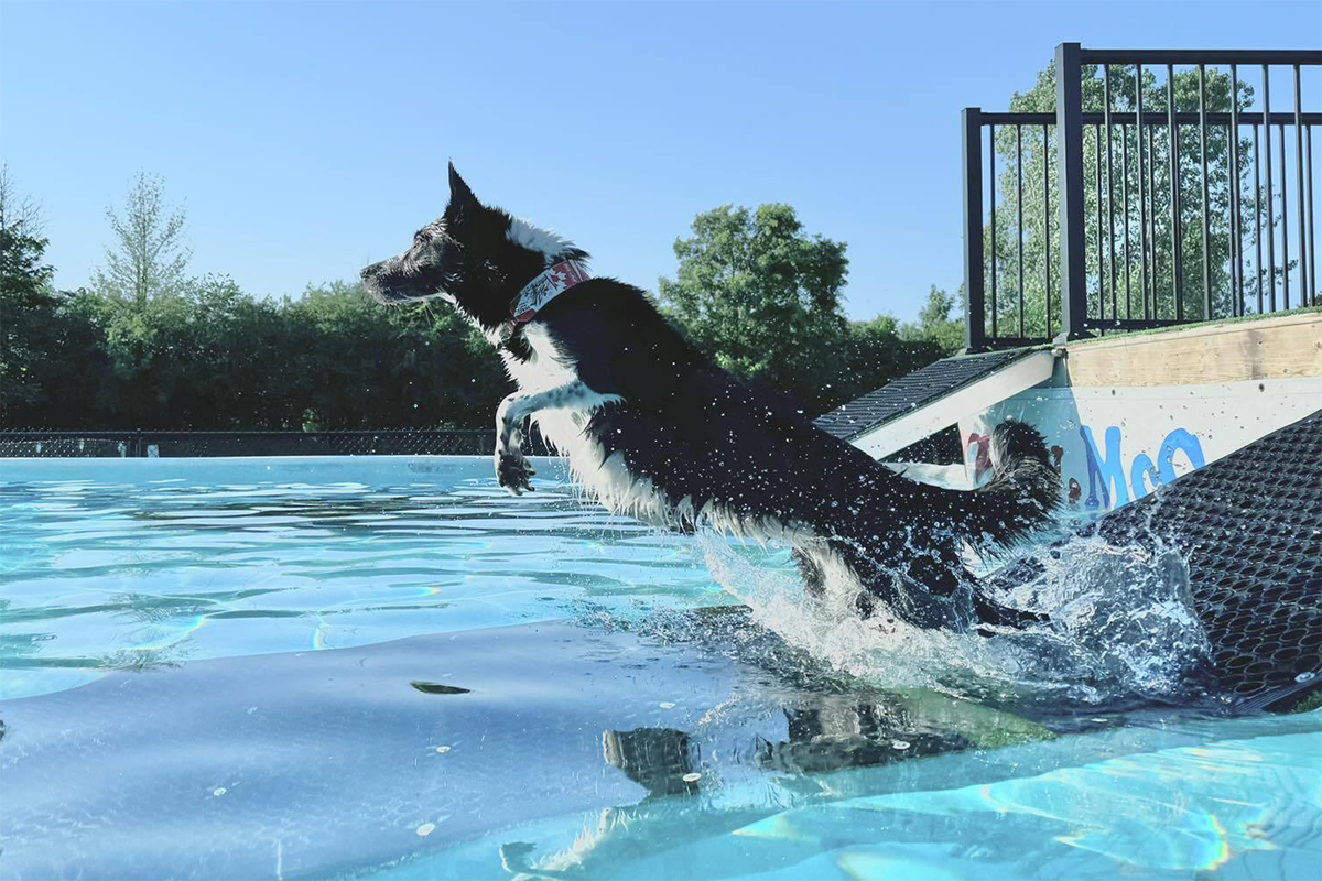 Into McCann Dog's new pool!