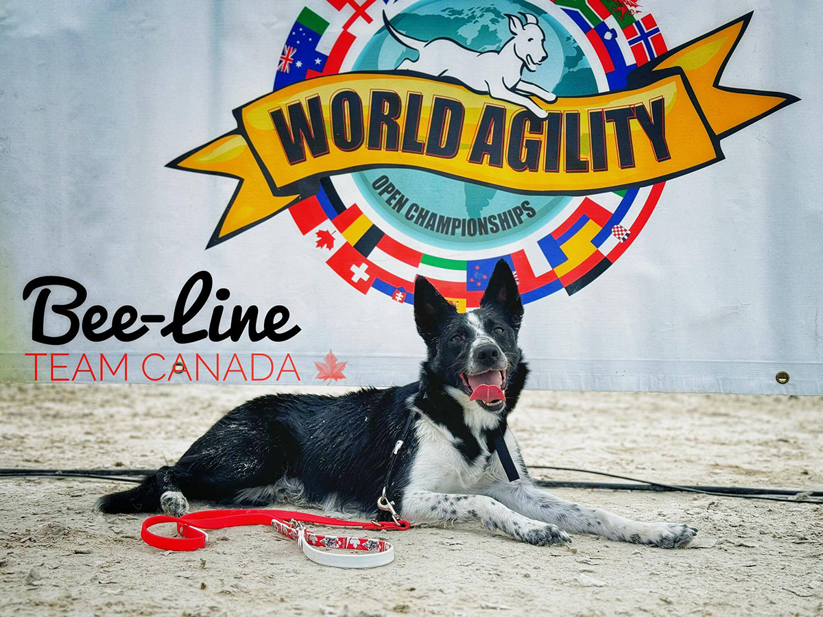 Bee-line for Team Canada